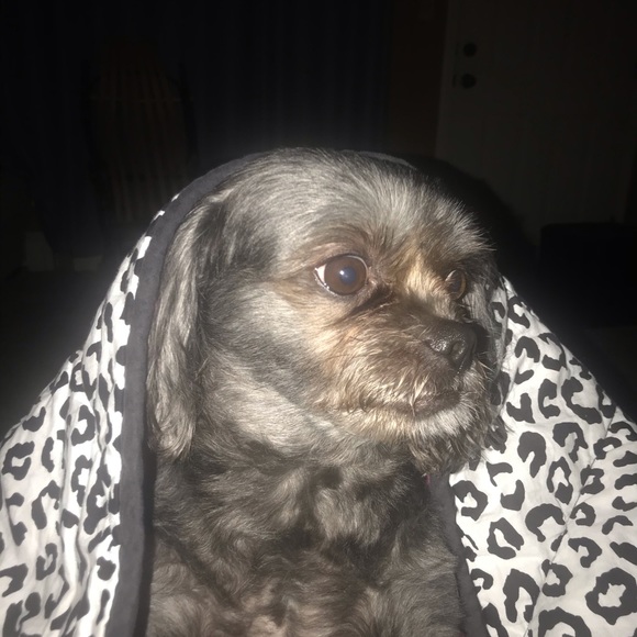 Meet your Posher, Brittany - Picture 1 of 1